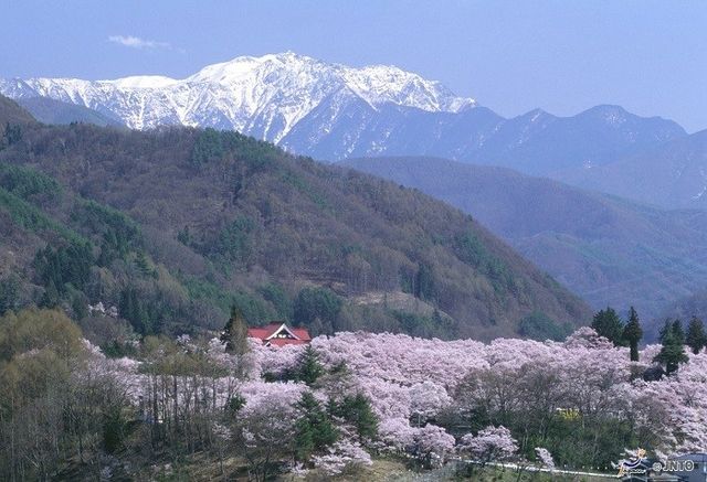日本,櫻花,賞櫻,富士山,關西,宮城,北海道
