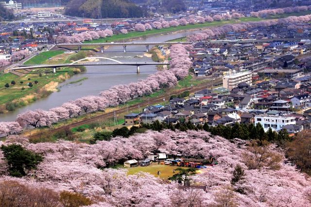 日本,櫻花,賞櫻,富士山,關西,宮城,北海道