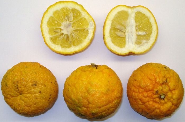 減肥,食品,減重,益生菌,科學證據,安全性,兒茶素,咖啡因,非洲芒果,覆盆子,仙人掌