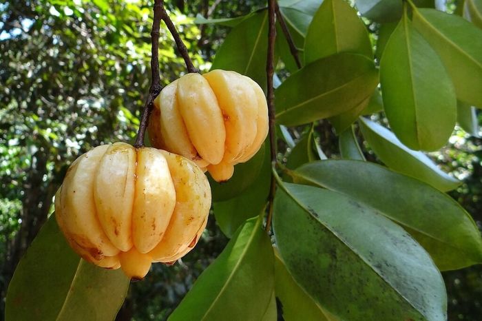 減肥,食品,減重,益生菌,科學證據,安全性,兒茶素,咖啡因,非洲芒果,覆盆子,仙人掌