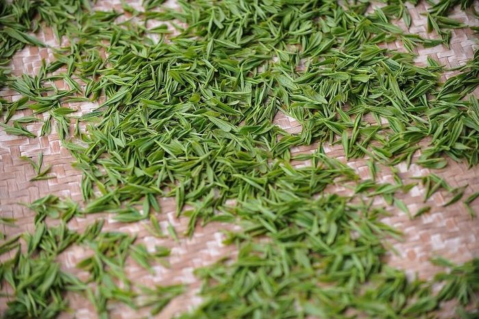 減肥,食品,減重,益生菌,科學證據,安全性,兒茶素,咖啡因,非洲芒果,覆盆子,仙人掌