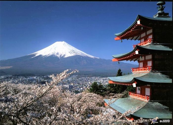日本,富士山,櫻花,美食,豆櫻,染井吉野櫻