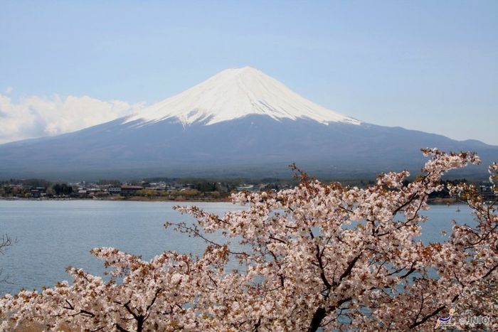 日本,富士山,櫻花,美食,豆櫻,染井吉野櫻