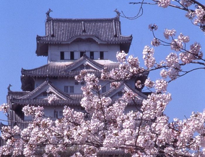 日本,賞櫻,櫻花,沖繩,宮城縣,兵庫縣