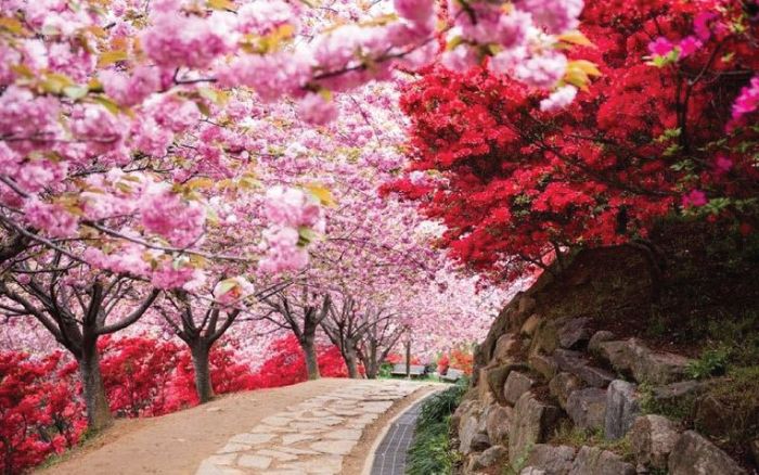 韓國,櫻花,景點,懶人包,華克山莊,京畿道