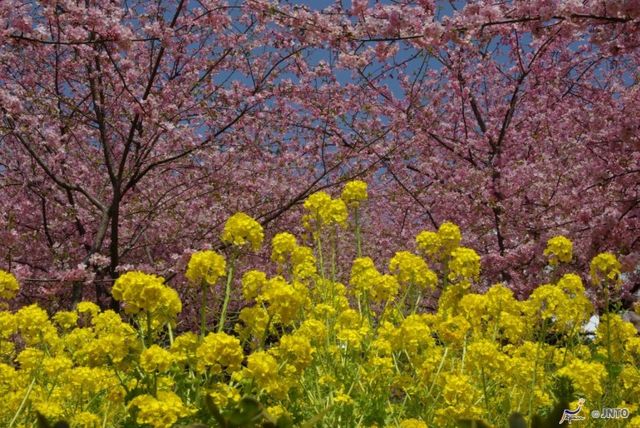 日本,花季,紫藤花,油菜花,景點