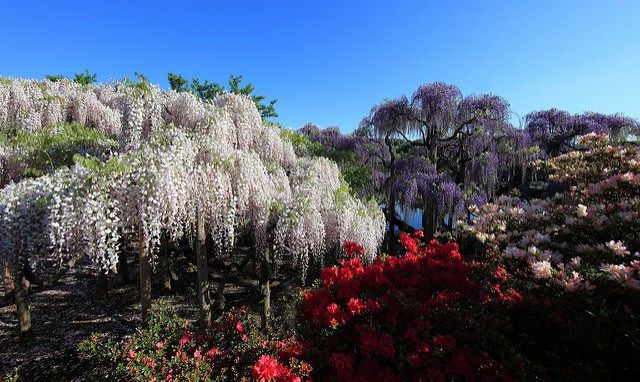 日本,花季,紫藤花,油菜花,景點