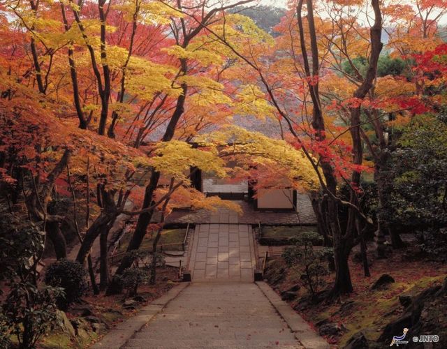 日本,花季,紫藤花,油菜花,景點