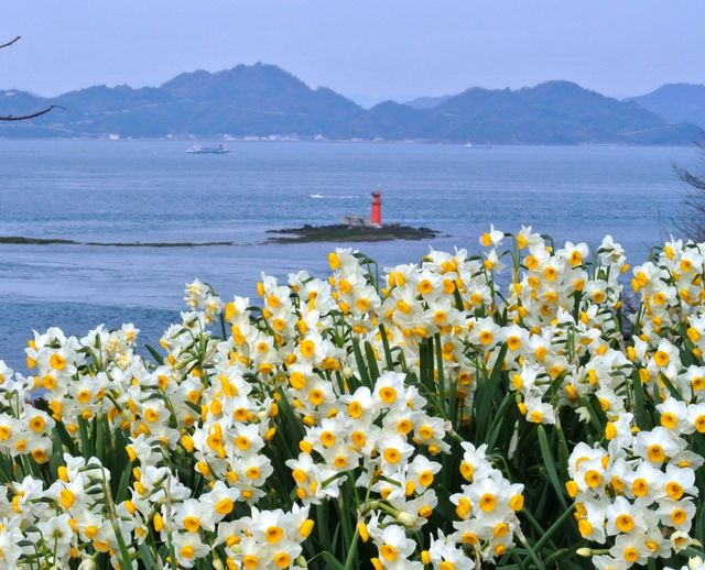 日本,花季,紫藤花,油菜花,景點