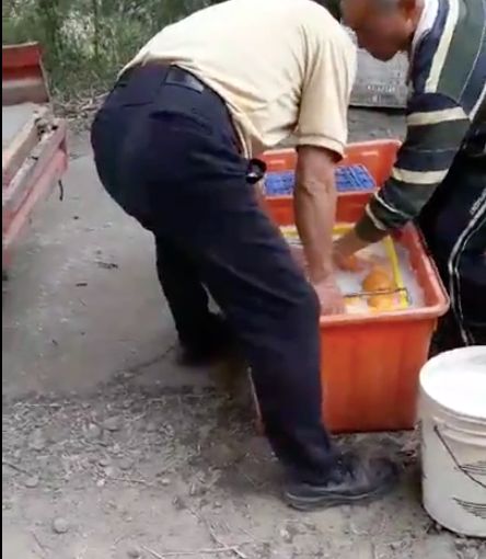 柑橘,泡藥,農藥,防腐劑,藥毒所,洗腎