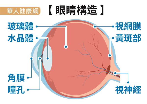 眼睛構造圖