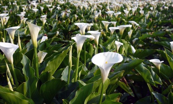 陽明山海芋季