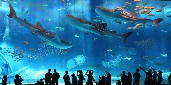 美麗海水族館