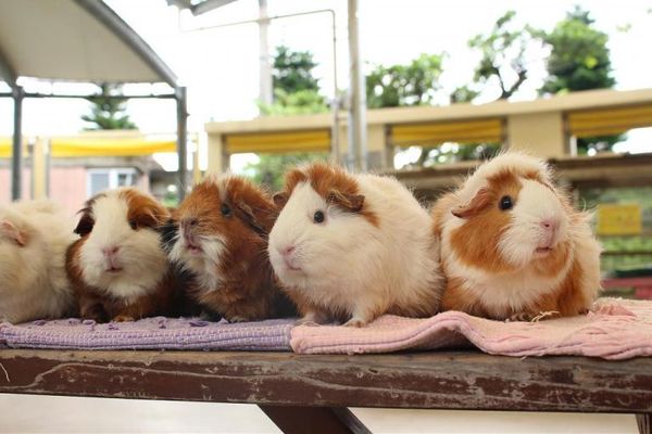 兒童王國動物園
