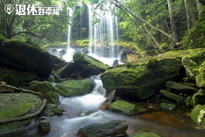 五感,失智症,休閒,登山,森林醫學,園藝