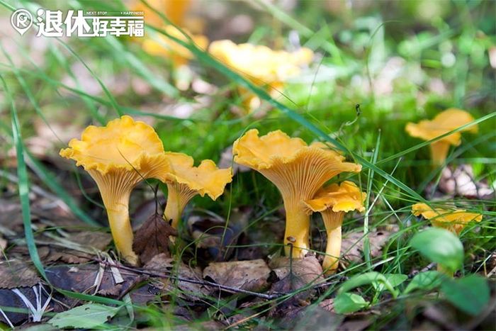 五感,失智症,休閒,登山,森林醫學,園藝