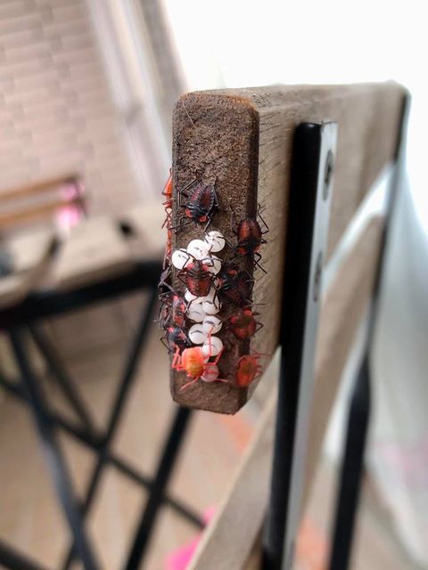 荔枝椿象,昆蟲,臭液,紅姬椿象,腐蝕性,蕭彤雯