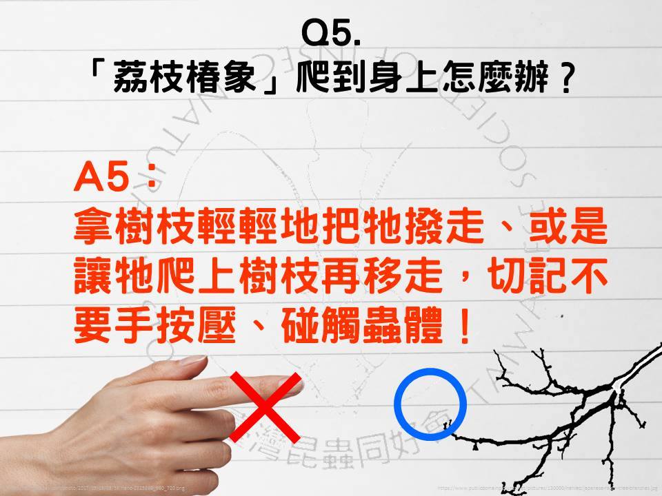 荔枝椿象之戶外應對指南懶人包
