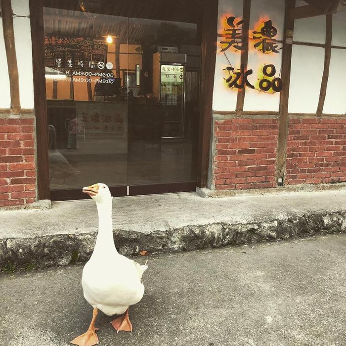 台東縱谷,熱氣球,景點推薦