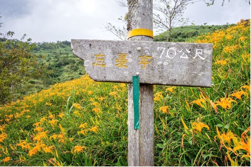 曙光渡假酒店,金針花