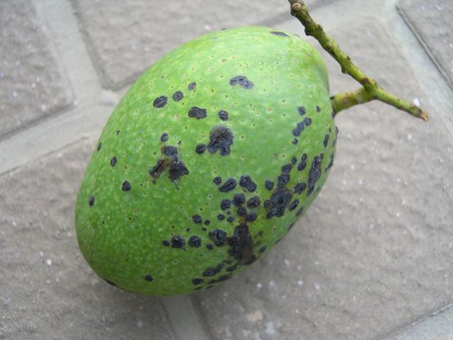 芒果,黑斑,炭疽病