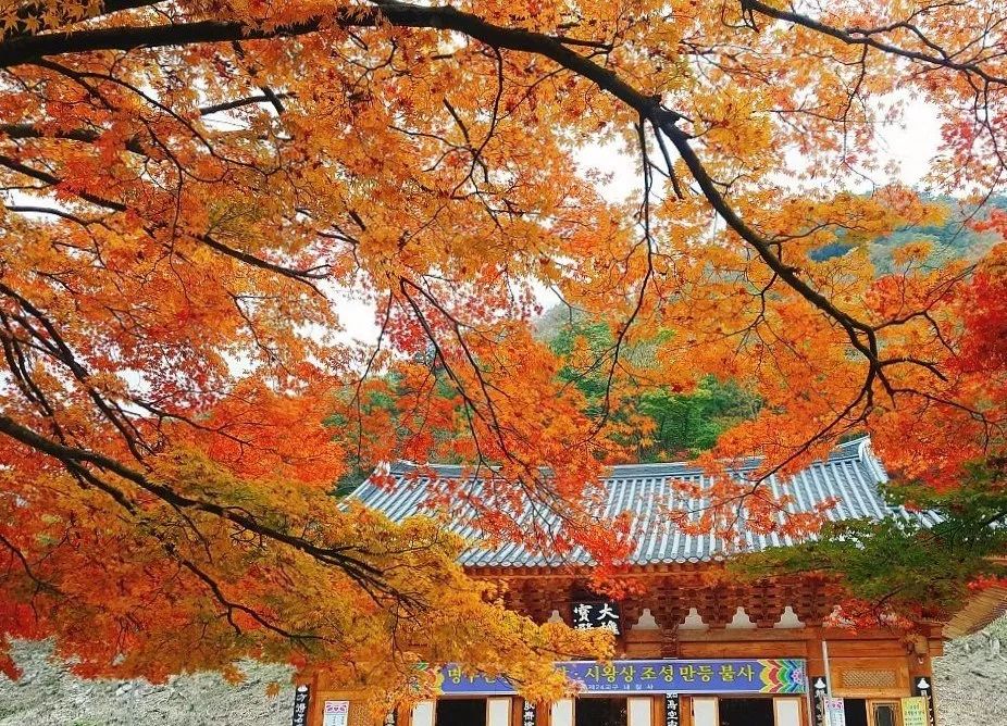 賞楓,韓國,台灣,紅葉,首爾,內藏山