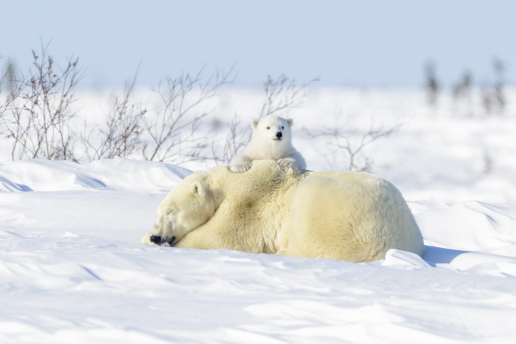北極熊,育嬰,育兒