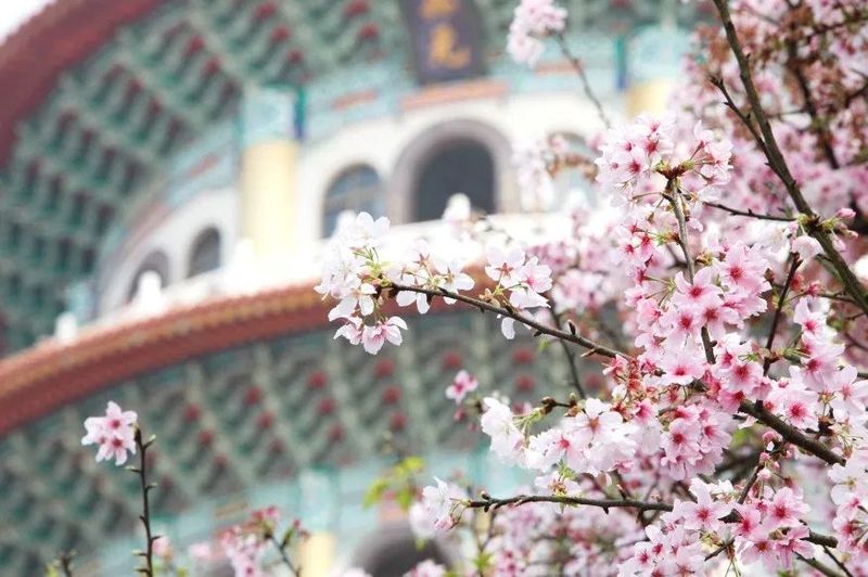 年貨大街,燈節,賞櫻