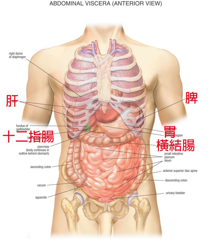 趴睡,胃食道逆流,消化機制