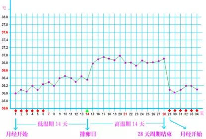 新型冠狀病毒,體溫,發燒,肛溫,耳溫