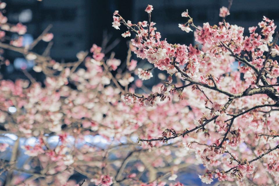 櫻花,九族,八重櫻