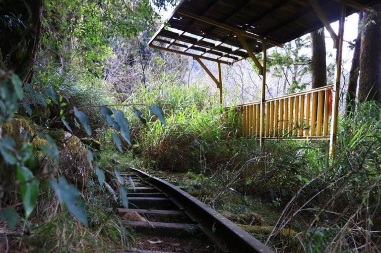 阿里山,阿里山旅遊,阿溪縱走,親子旅遊,嘉義景點,眠月線,水漾森林