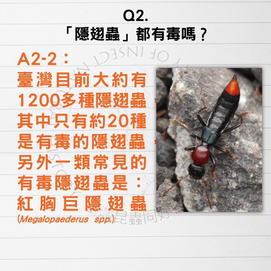 <a href='/?p=36002&utm_source=mamaclub.com&utm_medium=seo_keyword'>隱翅蟲</a>,<a href='/?p=36002&utm_source=mamaclub.com&utm_medium=seo_keyword'>隱翅蟲傷口</a>,隱翅蟲 傷口,隱翅蟲 藥膏,隱翅蟲 防治,隱翅蟲 水泡,隱翅蟲 天敵,隱翅蟲 大小,隱翅蟲 飛