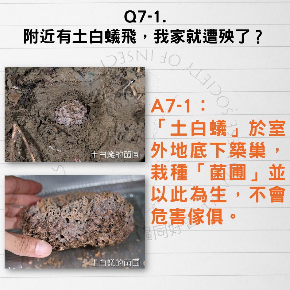 白蟻,大水螞蟻,飛蟻,<a href='/?p=20906&utm_source=mamaclub.com&utm_medium=seo_keyword'>螞蟻怕什麼</a>,白蟻藥,白蟻防治,水蟻,大水蟻,除白蟻,房間潮濕蟲,有翅膀的<a href='/?p=20906&utm_source=mamaclub.com&utm_medium=seo_keyword'>螞蟻</a>,白蟻,如何消滅白蟻,如何發現白蟻,白蟻下雨,白蟻幼蟲,白蟻大 ,如何根除白蟻,白蟻怕什麼,白蟻跡象,白蟻粉