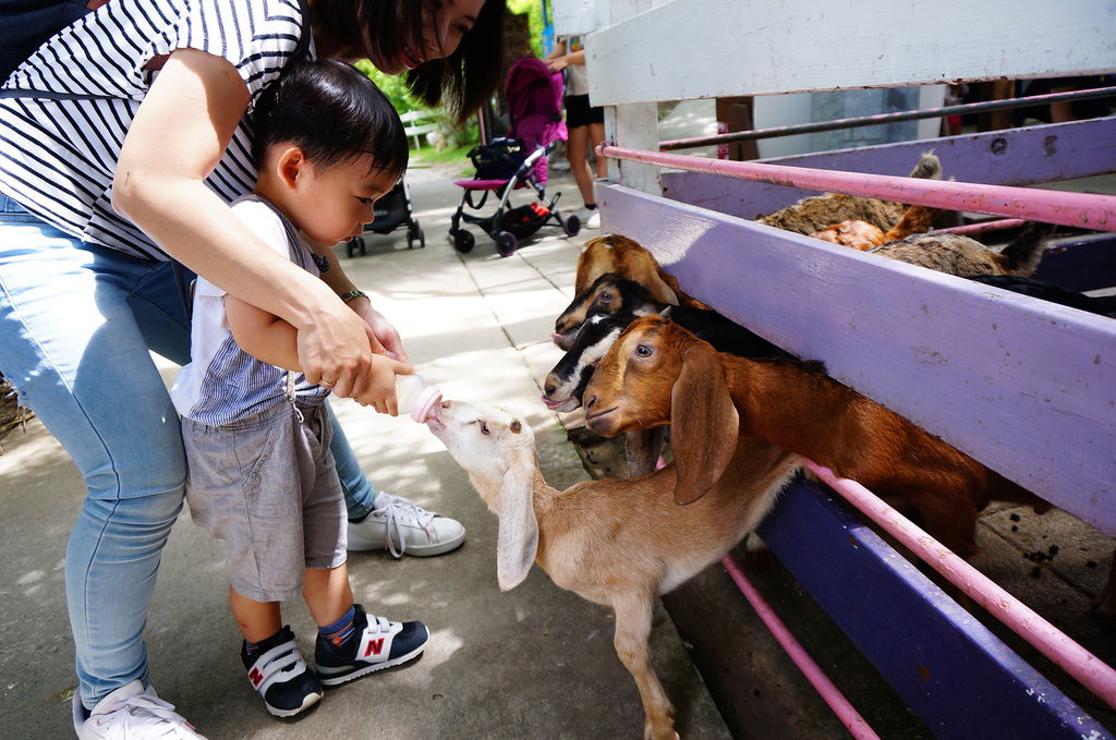 台南親子輕旅行 樹谷生活科學館 館外恐龍親子設施 可愛梅花鹿動物餵食 媽媽經 專屬於媽媽的網站