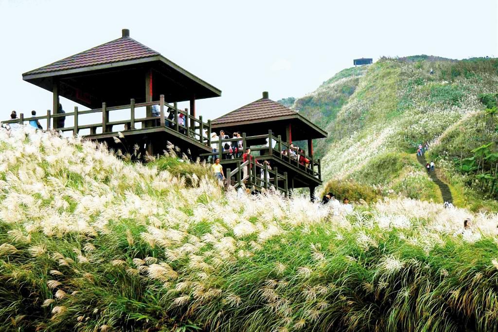 芒草季,台灣景點,親子旅遊,秋季旅遊,2020國內景點