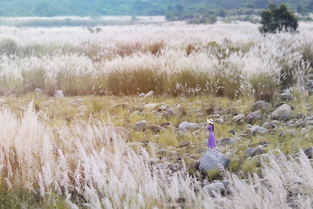 芒草季,台灣景點,親子旅遊,秋季旅遊,2020國內景點