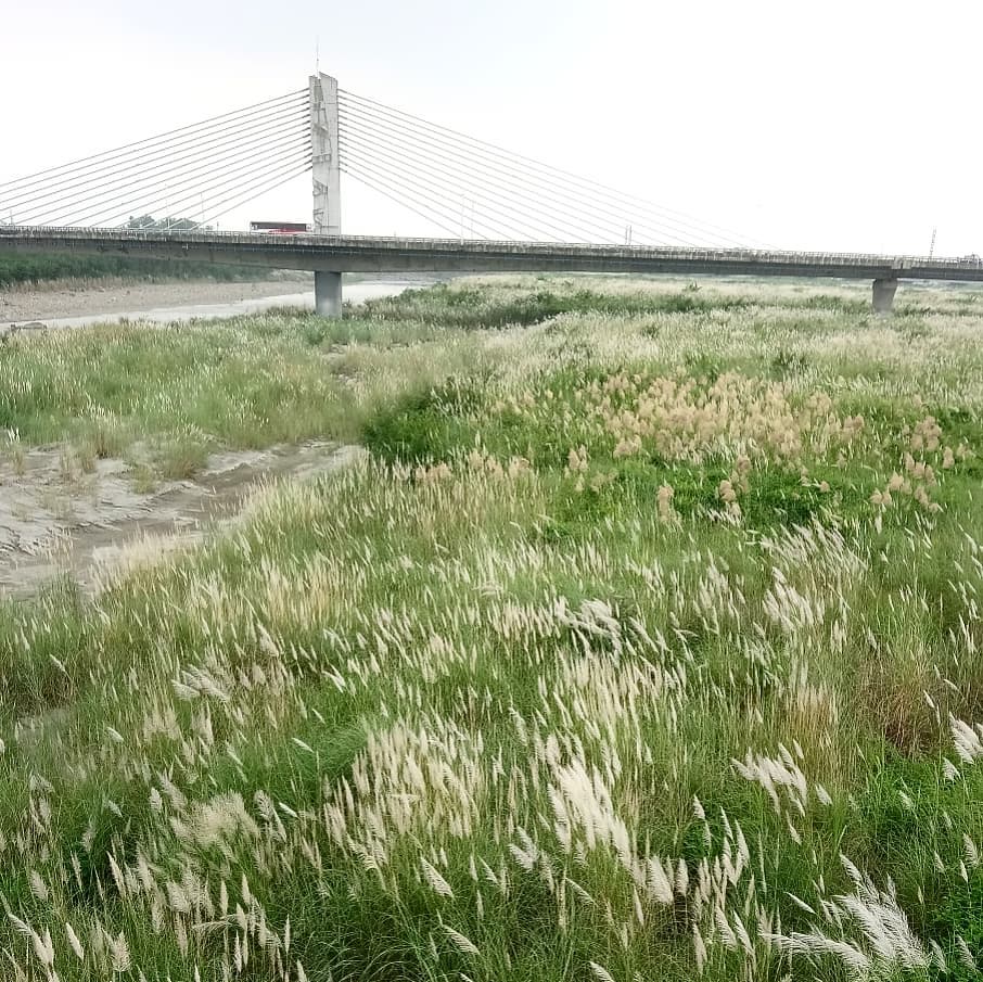 芒草季,台灣景點,親子旅遊,秋季旅遊,2020國內景點
