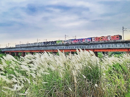 芒草季,台灣景點,親子旅遊,秋季旅遊,2020國內景點