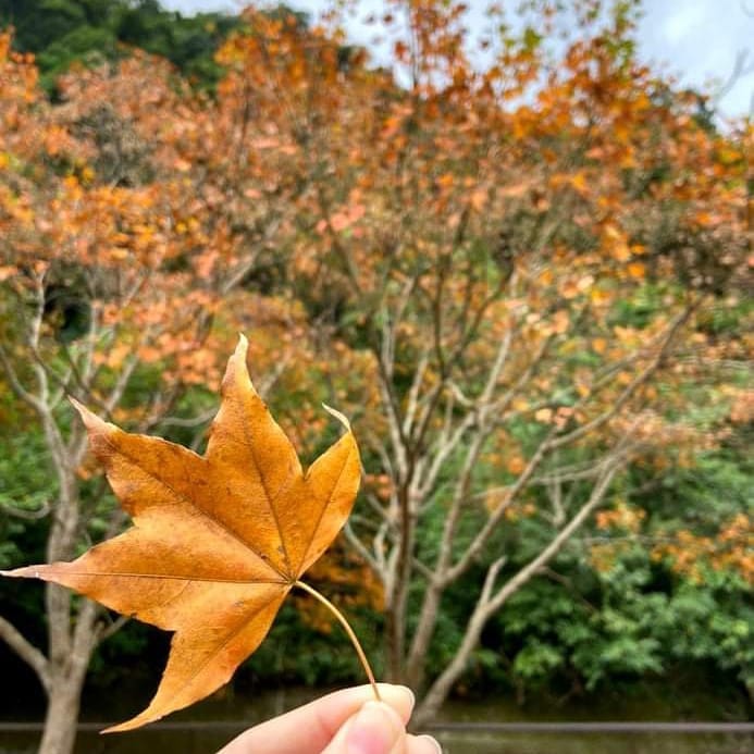 親子旅遊,台灣景點,國家森林公園,台灣森林公園,2020台灣景點,芬多精,遊玩,景點推薦,戶外景點,國內旅遊