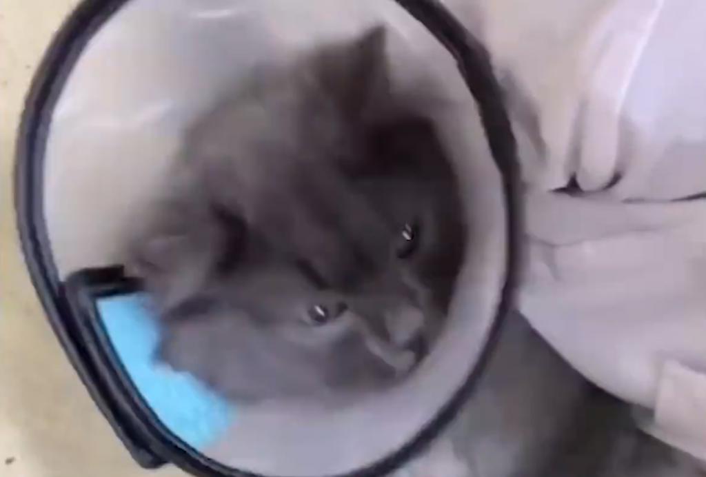 傷害動物,品行障礙,怪獸家長,生命教育,愛護動物,小孩 動物,家長過度保護