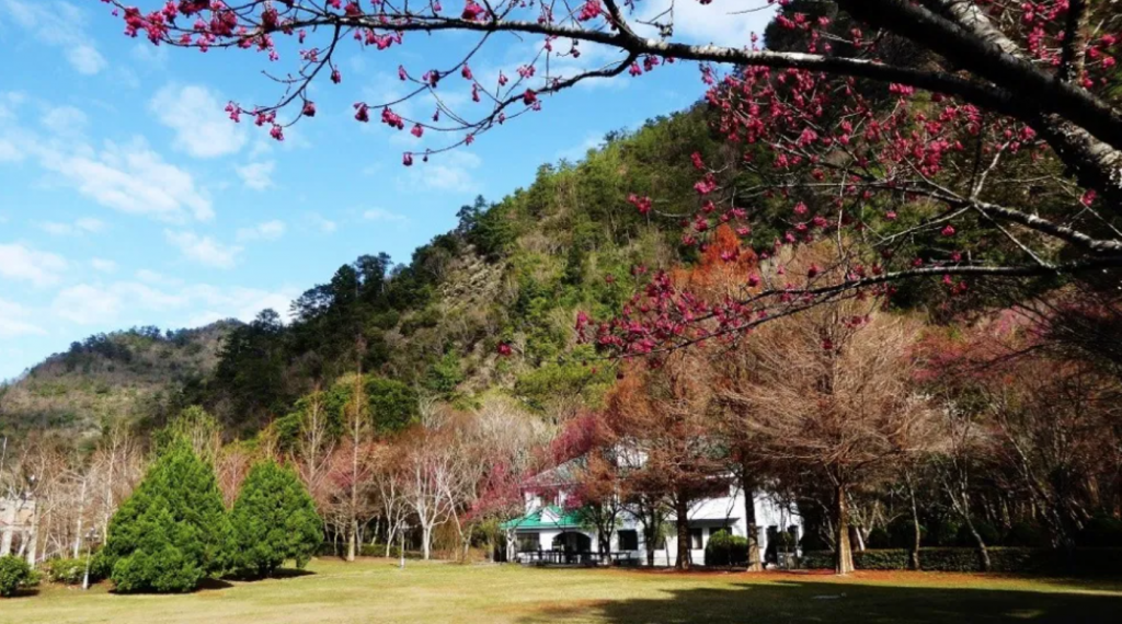 旅遊景點,賞楓,奧萬大