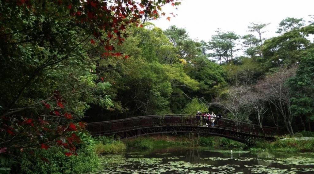 旅遊景點,賞楓,奧萬大