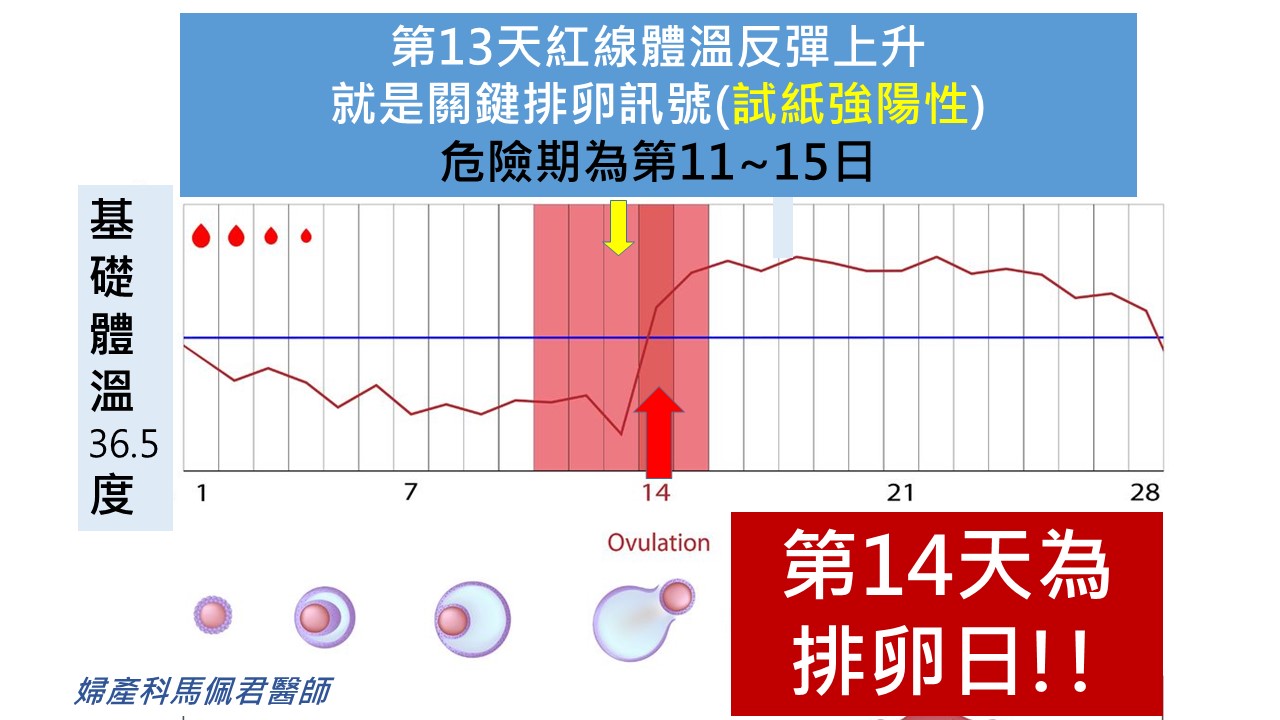準備懷孕必看 婦產科女醫師教你花3分鐘抓到超準排卵期 媽媽經 專屬於媽媽的網站 準備懷孕必看 婦產科女醫師教你花3分鐘抓到超準排卵期 媽媽經 專屬於媽媽的網站