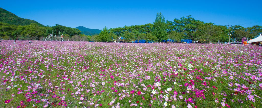 四季都美如畫 櫻花隧道 超壯觀 繡球花街道 高知縣四季賞花爛漫景點推薦 媽媽經 專屬於媽媽的網站