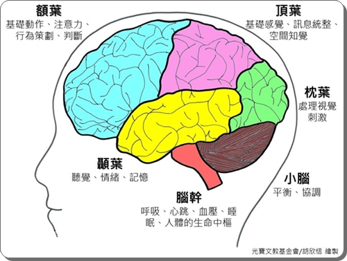 大腦發展,大腦,研究,鄰居,鄰里環境,鄰里功能,社區環境,社區功能