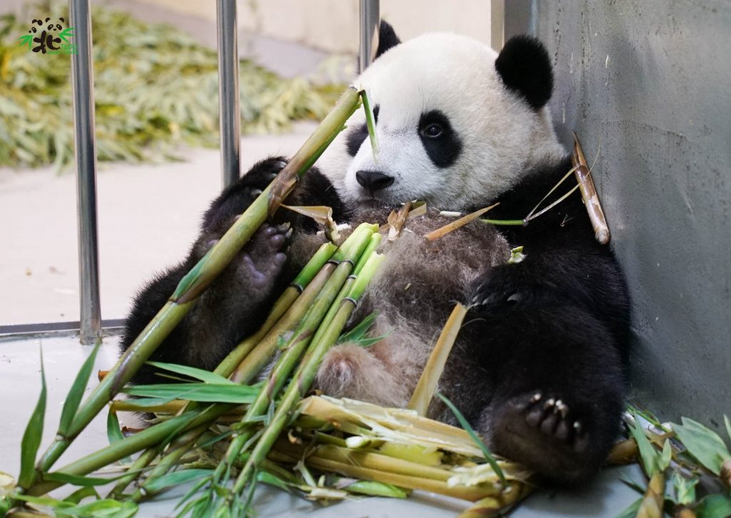 線上活動,疫情,動物園
