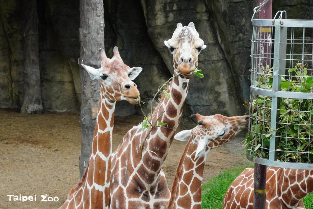 線上活動,疫情,動物園