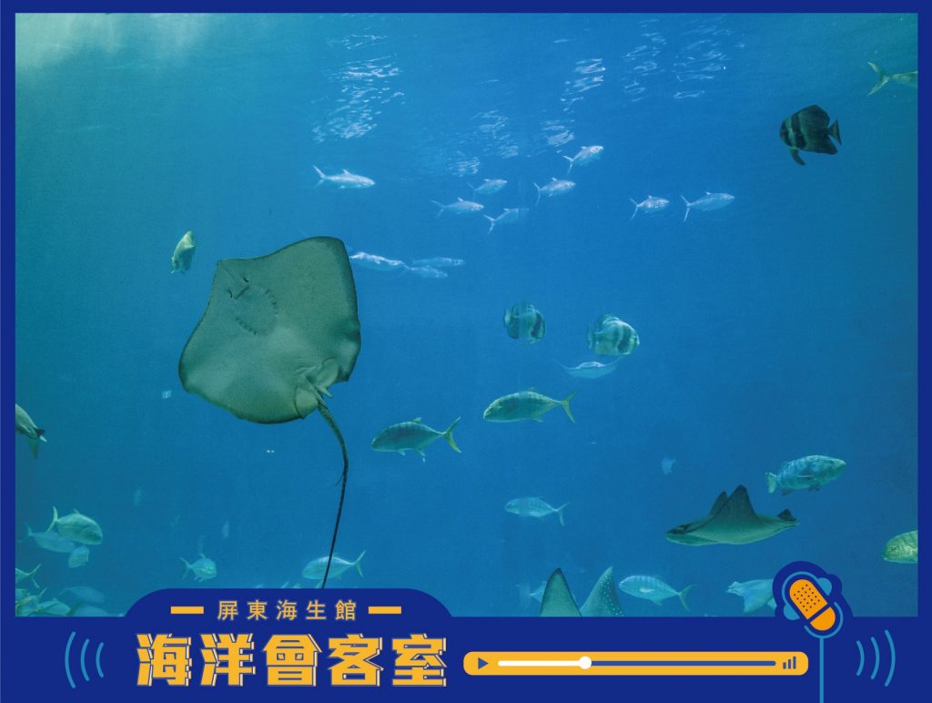 線上活動,疫情,海洋生物博物館